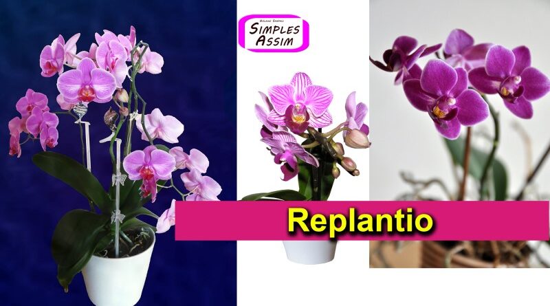 Replantio de Orquídea