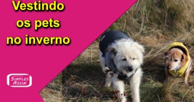 Vestindo os pets no inverno