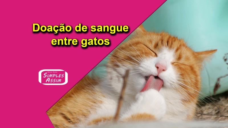 Doação de sangue entre gatos